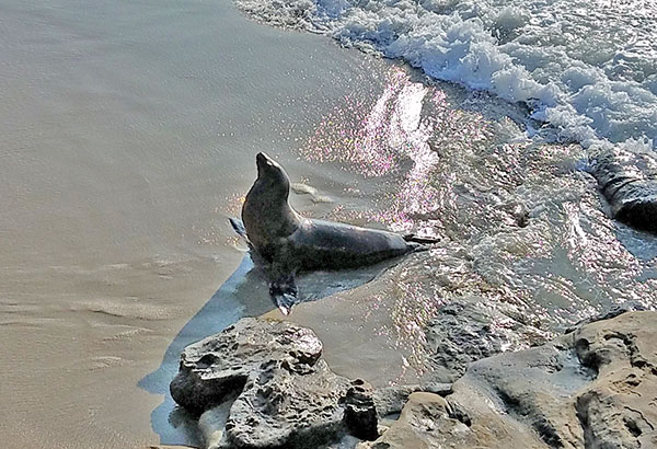 San Diego Seal