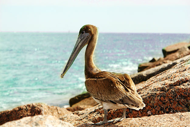 Pelikan in Oceanside, California