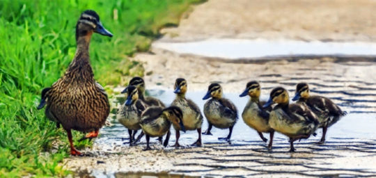 How to Use the Google NOFOLLOW Attribute in SEO