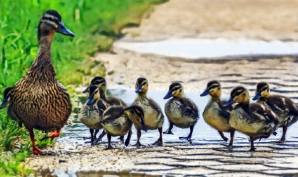 How to Use the Google NOFOLLOW Attribute in SEO