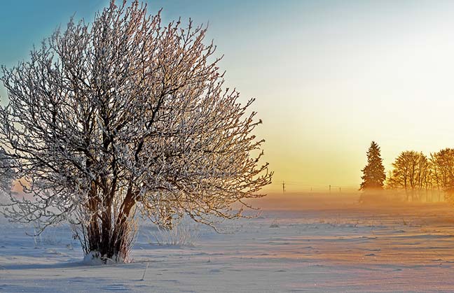 Snow Nature