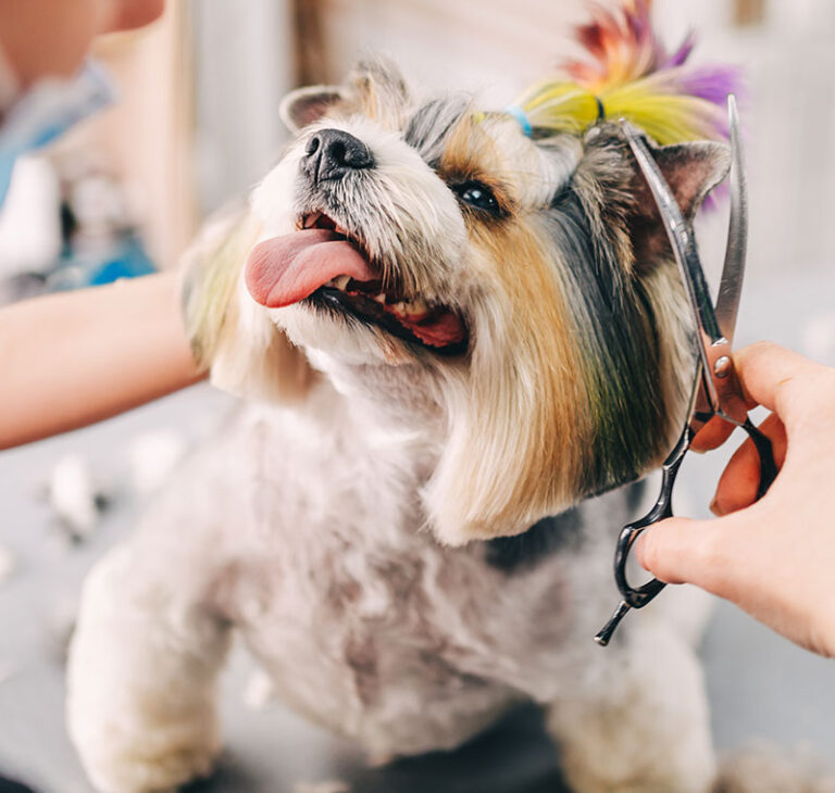 Dog Grooming Hair Cut, San Diego